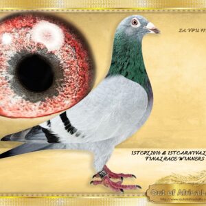 LOT 9:ZA VPU 7179/24 (C) - “ 1ST CPL X 1ST CARNIVAL FINAL WINNERS “ -    This is a super pigeon bred from two different One Loft Final Winners!   1ST CPL FINAL WINNER 2016 MATED TO 1ST CARNIVAL FINAL2018 WINNER!!!   THE SIRE: ZA GPU 11445/15 " YOU CAN DO IT" - 1st Final 4th Ace CPL 2016. Already Grandsire to SUPER RACER - ZA GPU 5069/20 -6 X WINNER -  Super Racer for M. Strydom.  2ND ACE GPU 2022 - THE DAM:ZA GPU 08400/17 - 1st Carnival Club Race Final Winner 2018, Victoria -West, 705km, vel 1165, Wins the race by 5 1/2 minutes break!!  Granddam to ZA VPU 9737/22- 4th Hot Spot 5, Cradock, Grasmere, 640km, vel 1219- 29 seconds behind winner. - SEE PEDIGREE !!!