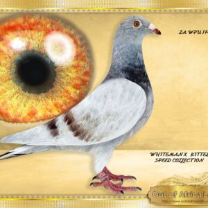 LOT 1: ZA WPU 1744/25 “ WHITEMAN X KITTEL “ Fantastic balance. Very short forearm. Grandson to BELG 6188793/21- "WITTE BEER " - This cock is Already a proven breeder in Belgium 1st year at stock! Only one bred this way in S.A BELG 6188793/21 - "WITTE BEER " - Full brother BELG 6023328/2020- "MORMELKE" - THE "WHITE MAN LINE" is one of the top Speed Families in The World with over 300 wins in the past 5 years: - SEE PEDIGREE !!!