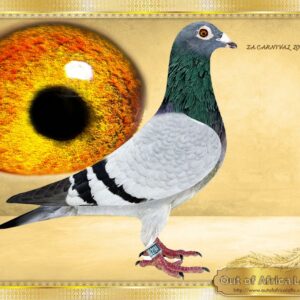 LOT 8: “ ZA CARNIVAL 2184/24  (C) -   “ CHEEKY ACES “  -   Last weekend a Double gggchild of ZA GPU 15026/11- " CHEEKY" gsire to “MR AFRIKA” on dam side   ZA LEO 25/24- 1st Final, 2nd Ace Pigeon Cape Town International 2026 -Bred by Leohan Lofts - SEE PEDIGREE  ZA GPU 15026/11- on dam side again was Double gsire to “MR AFRIKA” to ZA F1 LOFTS 1036 25- 1st Final Diaz One Loft 2025 for F1 LOFTS - Direct and last son to ZA GPU 18580/13 to be sold- SUPER FOUNDATION HEN Her daughter ZA CYRILS 2006/16 - "DTR WONDER PAIR" Superbreeder- one of our best stock hens. - THE SIRE: ZA VPU 4841/19 – “ TEXAN “ His son ZA VPU 973/20 is sire to ZA SSPO 1115/21 - 2 X Winner - THE DAM: ZA GPU 18580/13- SUPERBREEDER. Ggdam to ZA OOA 212/19 - Granddam to ZA CYRILS 5164/23- 1st Final Sapir Summer race 2023 -Bred by Ou Skuur Hokke.Wins by 2 minutes break away! Her other grandchild 3 x Winner. - SEE PEDIGREE !!!
