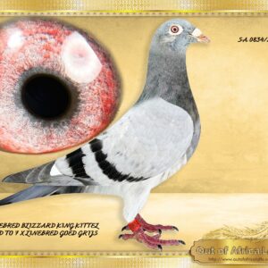 LOT 1: SA 0834/26 (C) - “ BLIZZARD X GOED GRIJS 0834 “ - Young cock bred for stock by combining two of the World’s current best Speed Ace Families. Both parents are top handlers and were hand picked by myself. Linebred for stock to 6 different National Ace Pigeons from two of the best sprinter families in the world. The sire is a superb handler, linebred to BLIZZARD KING KITTEL The dam is linebred to the famous GOED GRIJS Leideman hen THE SIRE: SU 25 CA 2457 " BLUE W/F BLIZZARD " SUPER! Grandson to BELG 4215982/22- "BLIZZARD PRINCE" - Direct son to "BLIZZARD KING KITTEL" when mated to "PRINCESS 019 SUPERBREEDER OF 75 WINS ""BLIZZARD PRINCE'S" Nestmate brother bred China's biggest One Loft race's Ace Pigeon!!