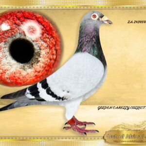 LOT 4: ZA 243959/20 (C) - “ SUPER CARELLY “ Proven breeder. ZA 243959/20 " SUPER CARELLY" – SEE PEDIGREE Sire to ZA VPU 1610/24- SAIPR WINTER ENTRANT 59th Final Race SAPIR, Colesberg, 580km, vel 1156 Nestmate brother to ZA 243960/20- " DOUBLE TROUBLE" - Super breeder for Samuel Lofts. Pure linebred GOLDEN CARELLY SUPER BREEDER AND OOA LOFTS NR 1 COCK Our GOLDEN CARELLY Progeny scored 4th,7th, and 9th Final SAIPR Summer Race Series 2026- 3 IN TOP 10. Full brother to ZA VPU 8421/21 dam to ZA VPU 6567/23- CURRENTLY 15TH BEST BIRD OVERALL CLUB Bred by OOA, Raced by P Mare Cousin to 1st Final Diaz 2025 Cousin to 1st Final Cape Town Summer 2026 His cousin ZA CARNIVAL LOFTS 0898/24- Sire to ZA OOA 345/25 - SAIPR SUMMER LOFT ENTRANT 2026