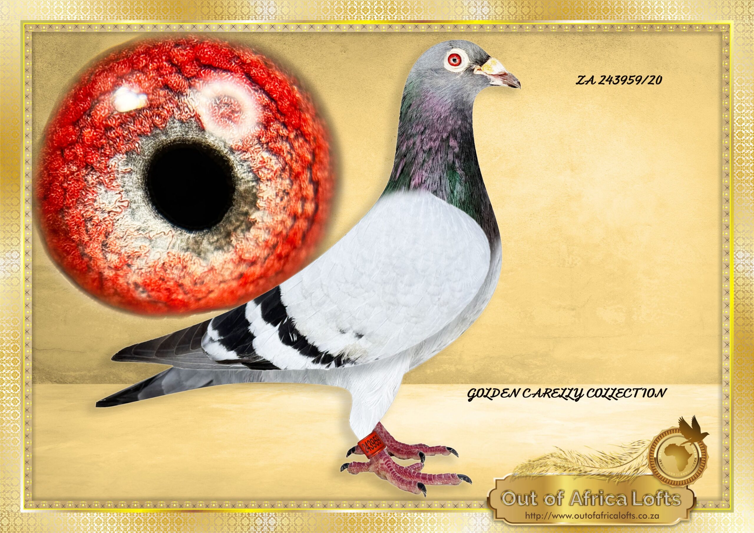 LOT 4: ZA 243959/20 (C) – “ SUPER CARELLY “ Proven breeder. ZA 243959/20 ” SUPER CARELLY” – SEE PEDIGREE Sire to ZA VPU 1610/24- SAIPR WINTER ENTRANT 59th Final Race SAPIR, Colesberg, 580km, vel 1156 Nestmate brother to ZA 243960/20- ” DOUBLE TROUBLE” – Super breeder for Samuel Lofts. Pure linebred GOLDEN CARELLY SUPER BREEDER AND OOA LOFTS NR 1 COCK Our GOLDEN CARELLY Progeny scored 4th,7th, and 9th Final SAIPR Summer Race Series 2026- 3 IN TOP 10. Full brother to ZA VPU 8421/21 dam to ZA VPU 6567/23- CURRENTLY 15TH BEST BIRD OVERALL CLUB Bred by OOA, Raced by P Mare Cousin to 1st Final Diaz 2025 Cousin to 1st Final Cape Town Summer 2026 His cousin ZA CARNIVAL LOFTS 0898/24- Sire to ZA OOA 345/25 – SAIPR SUMMER LOFT ENTRANT 2026