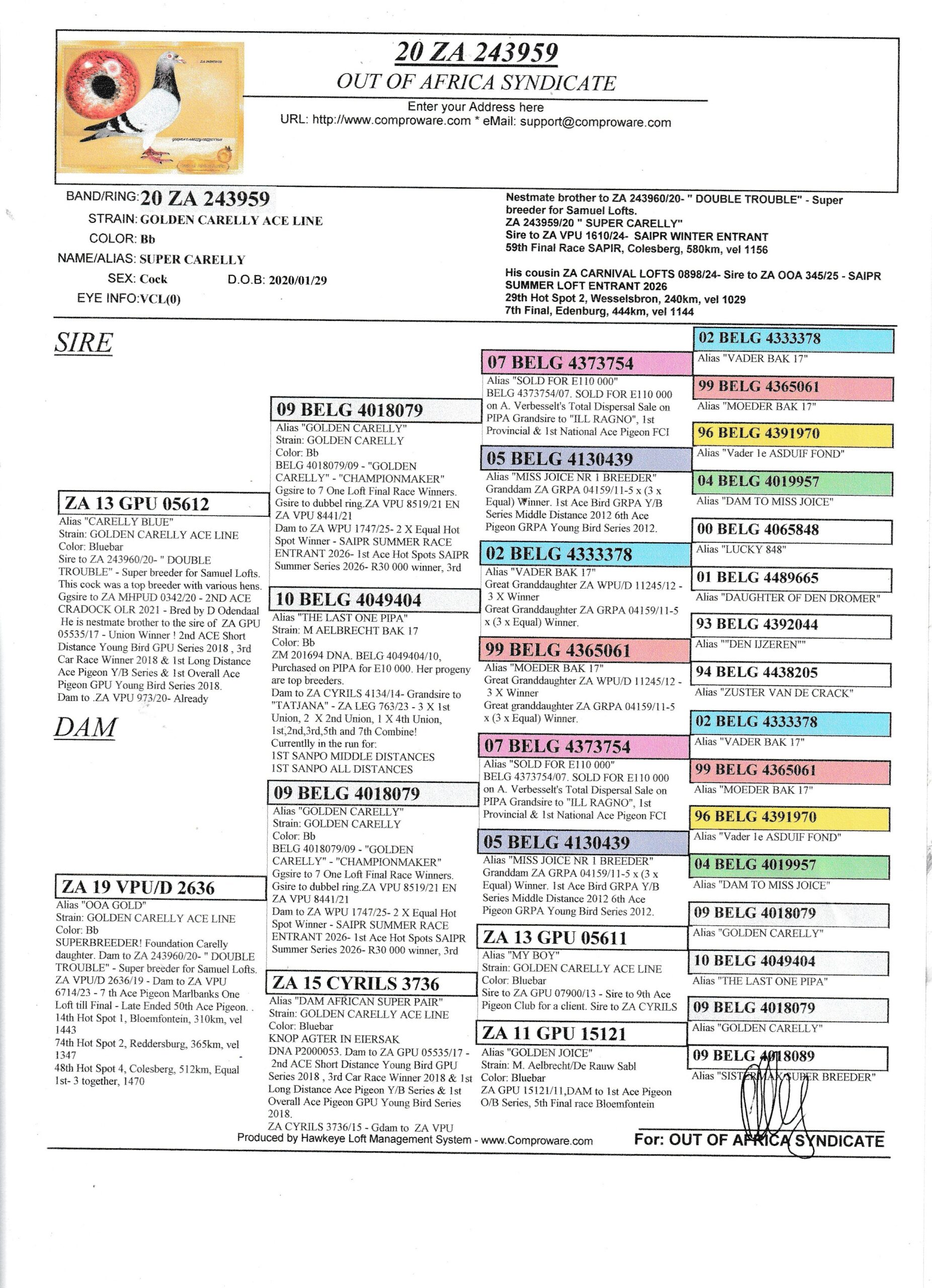 LOT 4: ZA 243959/20 (C) – “ SUPER CARELLY “ Proven breeder. ZA 243959/20 ” SUPER CARELLY” – SEE PEDIGREE Sire to ZA VPU 1610/24- SAIPR WINTER ENTRANT 59th Final Race SAPIR, Colesberg, 580km, vel 1156 Nestmate brother to ZA 243960/20- ” DOUBLE TROUBLE” – Super breeder for Samuel Lofts. Pure linebred GOLDEN CARELLY SUPER BREEDER AND OOA LOFTS NR 1 COCK Our GOLDEN CARELLY Progeny scored 4th,7th, and 9th Final SAIPR Summer Race Series 2026- 3 IN TOP 10. Full brother to ZA VPU 8421/21 dam to ZA VPU 6567/23- CURRENTLY 15TH BEST BIRD OVERALL CLUB Bred by OOA, Raced by P Mare Cousin to 1st Final Diaz 2025 Cousin to 1st Final Cape Town Summer 2026 His cousin ZA CARNIVAL LOFTS 0898/24- Sire to ZA OOA 345/25 – SAIPR SUMMER LOFT ENTRANT 2026 - Image 2
