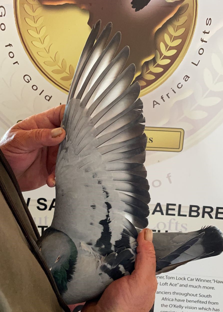 LOT 4: ZA 243959/20 (C) – “ SUPER CARELLY “ Proven breeder. ZA 243959/20 ” SUPER CARELLY” – SEE PEDIGREE Sire to ZA VPU 1610/24- SAIPR WINTER ENTRANT 59th Final Race SAPIR, Colesberg, 580km, vel 1156 Nestmate brother to ZA 243960/20- ” DOUBLE TROUBLE” – Super breeder for Samuel Lofts. Pure linebred GOLDEN CARELLY SUPER BREEDER AND OOA LOFTS NR 1 COCK Our GOLDEN CARELLY Progeny scored 4th,7th, and 9th Final SAIPR Summer Race Series 2026- 3 IN TOP 10. Full brother to ZA VPU 8421/21 dam to ZA VPU 6567/23- CURRENTLY 15TH BEST BIRD OVERALL CLUB Bred by OOA, Raced by P Mare Cousin to 1st Final Diaz 2025 Cousin to 1st Final Cape Town Summer 2026 His cousin ZA CARNIVAL LOFTS 0898/24- Sire to ZA OOA 345/25 – SAIPR SUMMER LOFT ENTRANT 2026 - Image 3