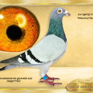 LOT 10: ZA CYRILS 5709/16 (H) -“ 2ND KLAPMUTS X 2ND KLAPMUTS FINALS “ SUPERBREEDER & FOUNDATION HEN. Full sister to J Viljoen's SUPERBREEDER full sister to ZA GPU 04887/16 - Granddam to 1st Ace & 12th CPL Bloem Final, 596km, 1380 vel 2021 * Half sister to ZA GPU 11461/15 - 2nd Klapmuts Final 3 Sisters 500km, 1409. 1/2 Sister to ZA GPU 11460/15 68th Klapmuts Final 3 Sisters 500km, 1345 His dam is full sister to ZA GPU 11202/14 -Equal Winner on the drop....