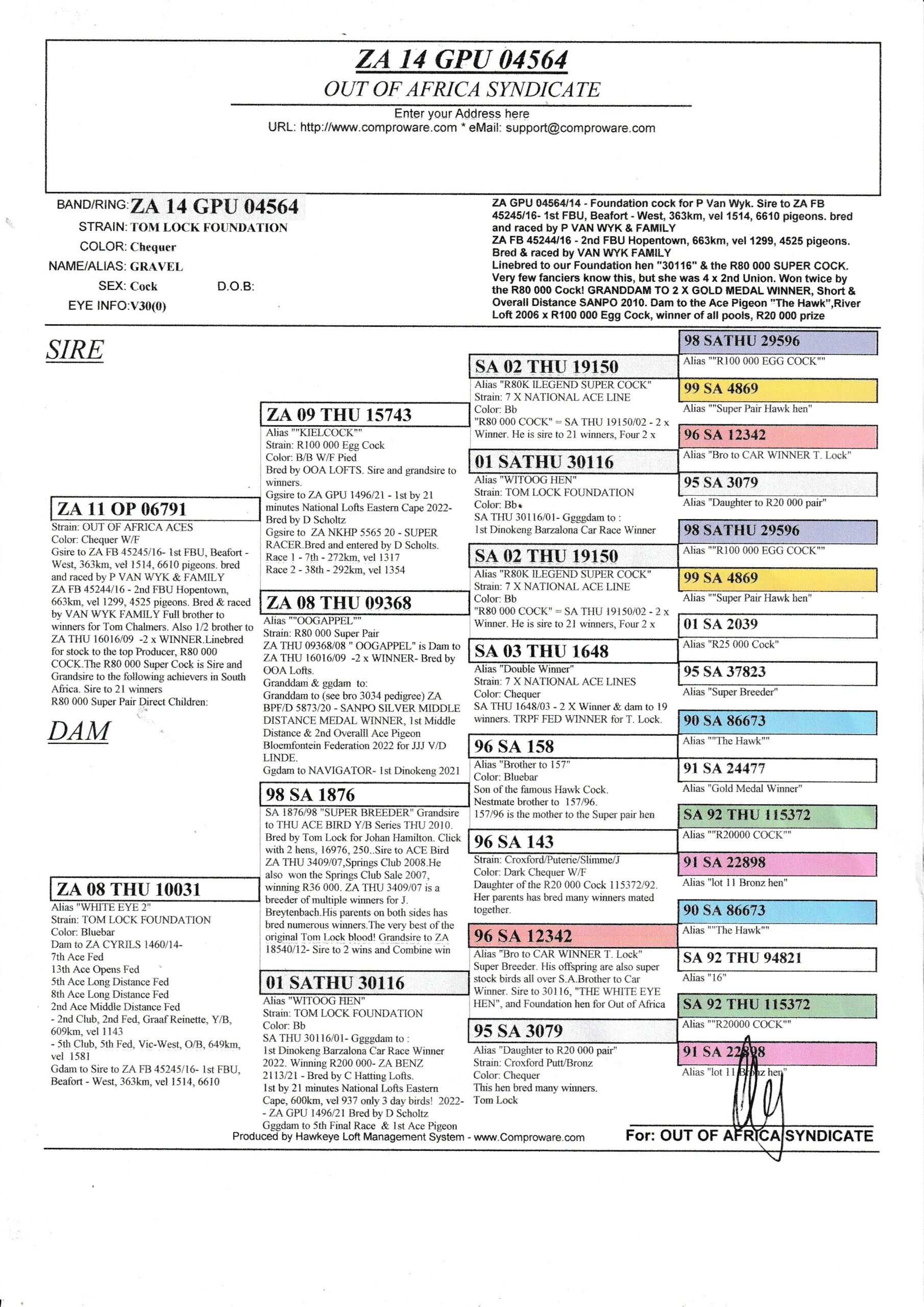 LOT 5:ZA GPU 04564/14 & HIS SON ZA VPU 1665/25 – SIRE AND SON ON OFFER IN ONE PACKAGE Sire was still fertile as can be seen. ZA GPU 04564/14 “ GRAVEL” & ZA VPU 1665/25 “ CHEQUE ME “ RARE OPPORTUNITY to purchased a direct son to a Foundation cock. THE SIRE: P Van Wyks Foundation T Lock cock. THE DAM: Daughter and granddaughter to all OOA SUPER BREEDER and RACER T. LOCKS. OOA LOFTS THREE SANPO MEDAL WINNERS ON DAM SIDE. - Image 4