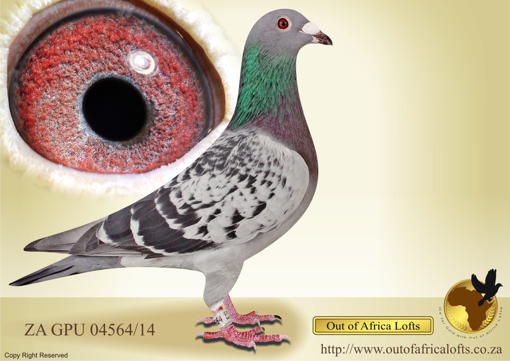 LOT 5:ZA GPU 04564/14 & HIS SON ZA VPU 1665/25 – SIRE AND SON ON OFFER IN ONE PACKAGE Sire was still fertile as can be seen. ZA GPU 04564/14 “ GRAVEL” & ZA VPU 1665/25 “ CHEQUE ME “ RARE OPPORTUNITY to purchased a direct son to a Foundation cock. THE SIRE: P Van Wyks Foundation T Lock cock. THE DAM: Daughter and granddaughter to all OOA SUPER BREEDER and RACER T. LOCKS. OOA LOFTS THREE SANPO MEDAL WINNERS ON DAM SIDE. - Image 2