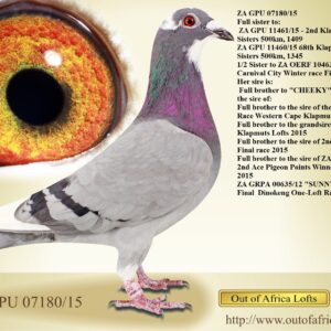 LOT 8: ZA GPU 07180/15 (H) - “ SISTER 2ND KLAPMUTS FINAL 2016 “ ZA GPU 07180/15 - SUPERBREEDER. Dam to ZA VPU 8689/22- Dam to 4th Club 1100 velocity for G Doubell Dam to ZA VPU 8688/22- Dam to ZA FOURIE 77/24- 28th Diaz One Loft Final Race 2025 - Bred by M Fourie. Dam to ZA VPU 9404/22- 16th Final Cradock, Pienaarsrivier, 820km, vel 1347 & 35th Karoo Million BARZALONA, 820km, vel 1341 Dam to ZA FB 4423/18 - 2 x Winner! 1st Club, 1st Federation, 1st Zone Swartland, Lainsburg, 202km, vel 1388, FBHU 1st Club, 4th Union,Victoria West, 476km, vel 954 - Bred by Out of Africa Lofts, raced by K Edas. Dam to ZA GRPF 7003/23 - 4th Club, Bultfontein Y/B, 293km, vel 1187 vel 16th Club, Brandfort, Y/B, 317 km, 1216 vel