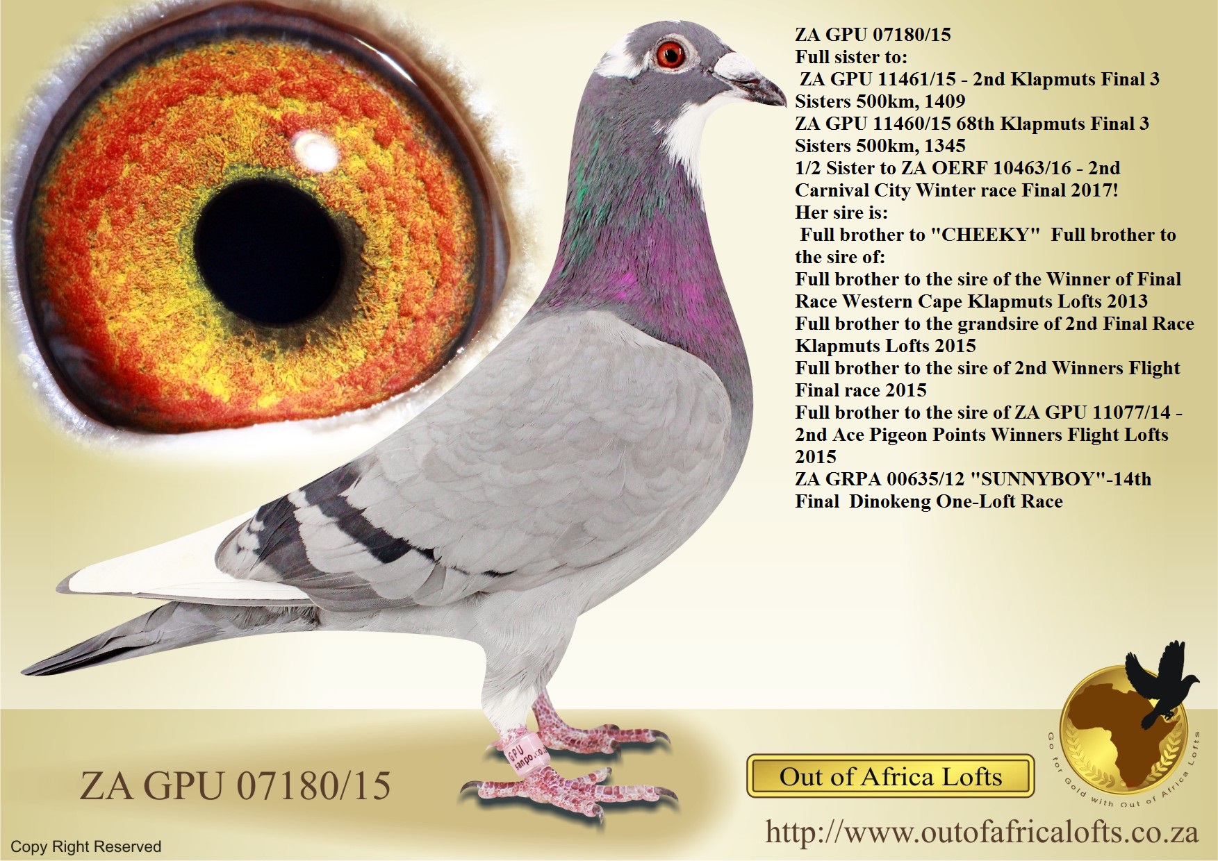 LOT 8: ZA GPU 07180/15 (H) – “ SISTER 2ND KLAPMUTS FINAL 2016 “ ZA GPU 07180/15 – SUPERBREEDER. Dam to ZA VPU 8689/22- Dam to 4th Club 1100 velocity for G Doubell Dam to ZA VPU 8688/22- Dam to ZA FOURIE 77/24- 28th Diaz One Loft Final Race 2025 – Bred by M Fourie. Dam to ZA VPU 9404/22- 16th Final Cradock, Pienaarsrivier, 820km, vel 1347 & 35th Karoo Million BARZALONA, 820km, vel 1341 Dam to ZA FB 4423/18 – 2 x Winner! 1st Club, 1st Federation, 1st Zone Swartland, Lainsburg, 202km, vel 1388, FBHU 1st Club, 4th Union,Victoria West, 476km, vel 954 – Bred by Out of Africa Lofts, raced by K Edas. Dam to ZA GRPF 7003/23 – 4th Club, Bultfontein Y/B, 293km, vel 1187 vel 16th Club, Brandfort, Y/B, 317 km, 1216 vel