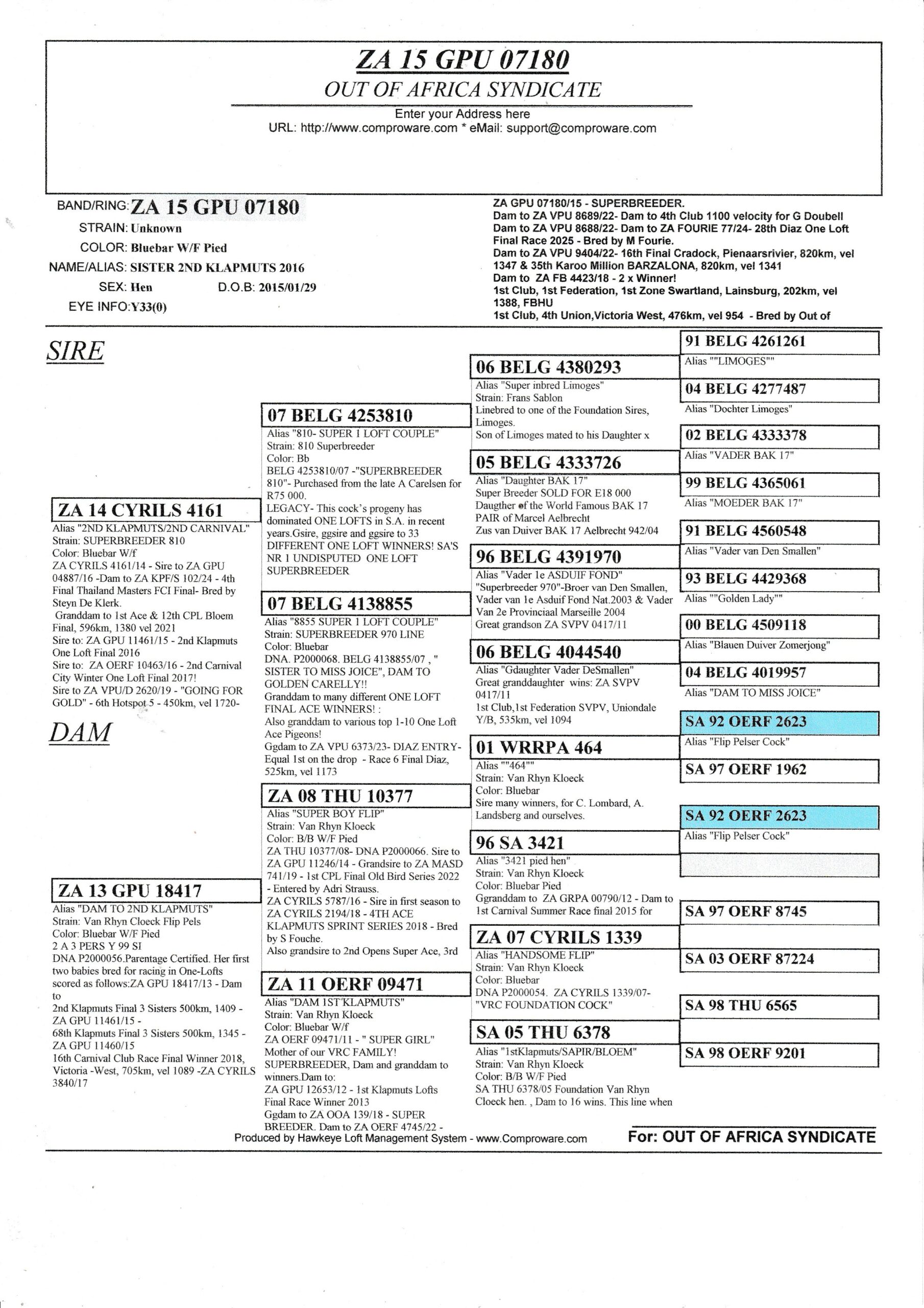 LOT 8: ZA GPU 07180/15 (H) – “ SISTER 2ND KLAPMUTS FINAL 2016 “ ZA GPU 07180/15 – SUPERBREEDER. Dam to ZA VPU 8689/22- Dam to 4th Club 1100 velocity for G Doubell Dam to ZA VPU 8688/22- Dam to ZA FOURIE 77/24- 28th Diaz One Loft Final Race 2025 – Bred by M Fourie. Dam to ZA VPU 9404/22- 16th Final Cradock, Pienaarsrivier, 820km, vel 1347 & 35th Karoo Million BARZALONA, 820km, vel 1341 Dam to ZA FB 4423/18 – 2 x Winner! 1st Club, 1st Federation, 1st Zone Swartland, Lainsburg, 202km, vel 1388, FBHU 1st Club, 4th Union,Victoria West, 476km, vel 954 – Bred by Out of Africa Lofts, raced by K Edas. Dam to ZA GRPF 7003/23 – 4th Club, Bultfontein Y/B, 293km, vel 1187 vel 16th Club, Brandfort, Y/B, 317 km, 1216 vel - Image 2