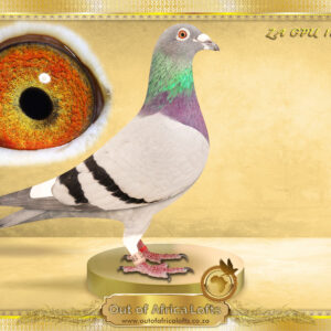 LOT 7: ZA GPU 11461/15 (C) - “ 2ND KLAPMUTS FINAL 2015 “ -An opportunity to obtain our FOUNDATION STOCK Children kept in stock.- DNA P2000057 ZA GPU 11461/15 - 2nd Klapmuts One Loft Race Final 3 Sisters 500km, 1409 2016! - PROVEN TOP BREEDER! We bred stock from him in 2025 season. Top racer and breeder son of one of our best 810 sons “4161” We have put sons and daughers to stock from this top cock.