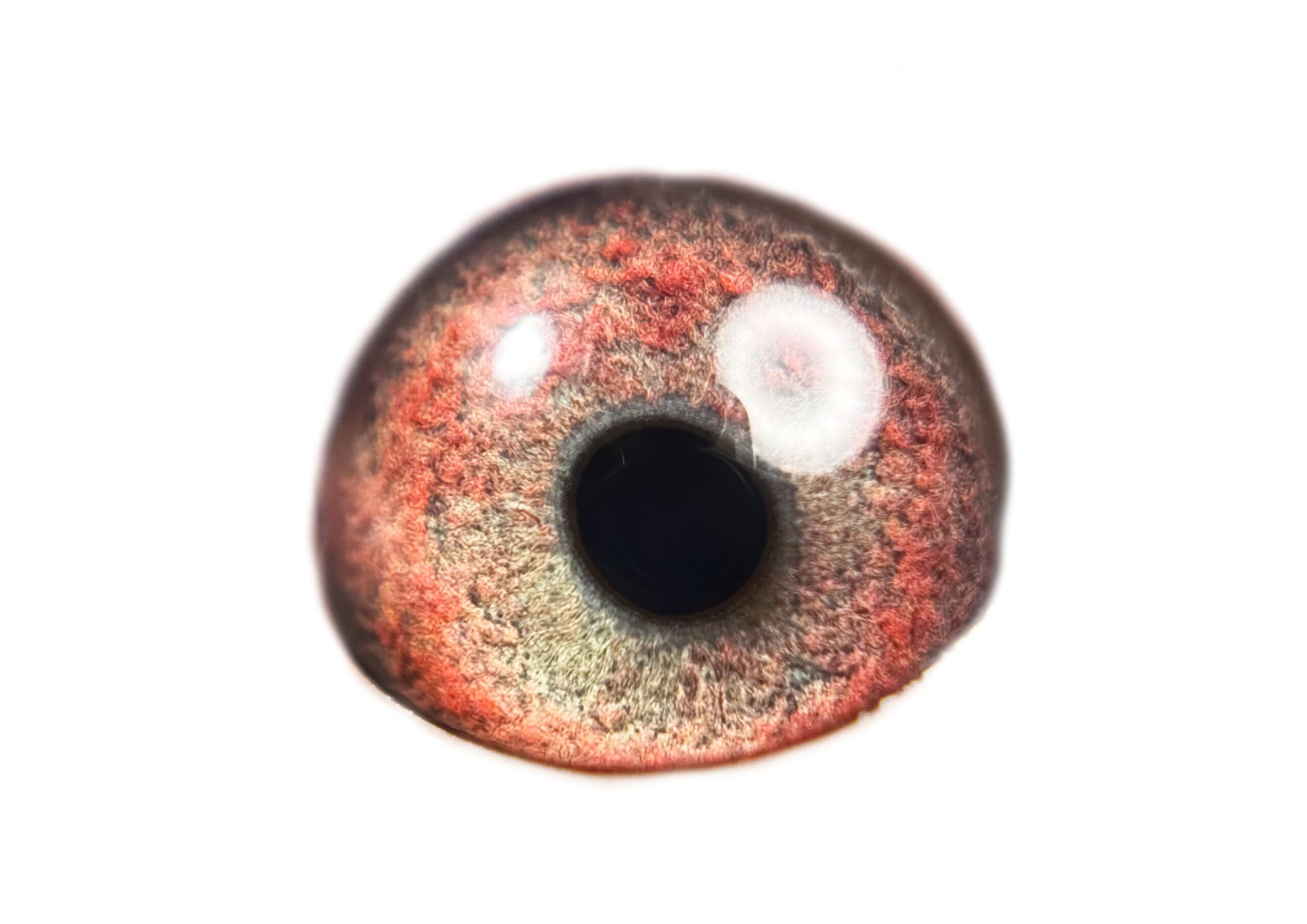 LOT 3: ZA OOA 52/25 (H) – ****A two night weekend for 4 people included at Out of Africa On Vaal River Resort in Parys worth R5000 in our luxury unit. NOT deductable on price if purchaser choose not to make use of this offer.**** “ 4 X SUPER SPRINT 264- 52 “ A WOW HANDLER- SUPER QUALITY!!!! This young hen should mature into a spectacular stock hen!! HIGHLY RECOMMENDED Linebred to ZA GPU 8578/22-Full brother to 6 super breeders! His nestmate brother, ZA GPU 8577/22 is a super breeder for I Marais. ZA GPU 8578/22- Sire to ZA VPU 6637/24- At one stage 3rd Ace, but slipped one race ending 25th ACE MARLBANKS -Averaging top 10-20% on almost all training flights and Hot Spots races.! Linebred to 63384 as well as 63390 the two ABL FOUNDATION COCKS ZA ABL 1409/24- This mating can never be repeated again. Her dam was recently sold . Dam to ZA VPU 6735/24- Proven breeder in 1st nest for P. Manuel.- Dam to ZA 3412/25 – “BOLERO” – SAIPR SUMMER SERIES 2026- Bred by P Manuel from our A Bester – SUPERSPRINT KITTEL 264 Line. 15th Final , 8th Ace Hot Spots, 11th Grand Average SAIPR Summer race 2026. Linebred to ZA ABL 521/21- Dam to ZA GPU 769/24- 28th Brown JAcket Afrika Pro 2025 Season.TNT Lofts Dam to superbreeders and winners. Dam to ZA TRPF 2132/24- 1st Club, 1st TRPF, 1st Noupoort, 645km, vel 1505, Gauteng Combine Winner 2 274 pigeons bred by TNT Lofts Linebred twice to SUPERBREEDER COCKS OF ALWYN BESTER : 63384/18 & 63390/18 .Sire to SUPERBREEDERS!! - Image 2