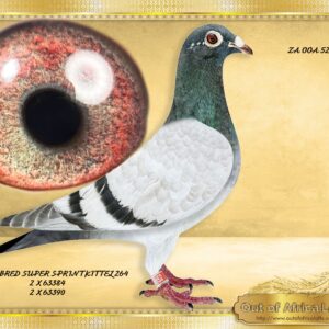 LOT 3: ZA OOA 52/25 (H) - ****A two night weekend for 4 people included at Out of Africa On Vaal River Resort in Parys worth R5000 in our luxury unit. NOT deductable on price if purchaser choose not to make use of this offer.**** “ 4 X SUPER SPRINT 264- 52 “ A WOW HANDLER- SUPER QUALITY!!!! This young hen should mature into a spectacular stock hen!! HIGHLY RECOMMENDED Linebred to ZA GPU 8578/22-Full brother to 6 super breeders! His nestmate brother, ZA GPU 8577/22 is a super breeder for I Marais. ZA GPU 8578/22- Sire to ZA VPU 6637/24- At one stage 3rd Ace, but slipped one race ending 25th ACE MARLBANKS -Averaging top 10-20% on almost all training flights and Hot Spots races.! Linebred to 63384 as well as 63390 the two ABL FOUNDATION COCKS ZA ABL 1409/24- This mating can never be repeated again. Her dam was recently sold . Dam to ZA VPU 6735/24- Proven breeder in 1st nest for P. Manuel.- Dam to ZA 3412/25 - "BOLERO" - SAIPR SUMMER SERIES 2026- Bred by P Manuel from our A Bester - SUPERSPRINT KITTEL 264 Line. 15th Final , 8th Ace Hot Spots, 11th Grand Average SAIPR Summer race 2026. Linebred to ZA ABL 521/21- Dam to ZA GPU 769/24- 28th Brown JAcket Afrika Pro 2025 Season.TNT Lofts Dam to superbreeders and winners. Dam to ZA TRPF 2132/24- 1st Club, 1st TRPF, 1st Noupoort, 645km, vel 1505, Gauteng Combine Winner 2 274 pigeons bred by TNT Lofts Linebred twice to SUPERBREEDER COCKS OF ALWYN BESTER : 63384/18 & 63390/18 .Sire to SUPERBREEDERS!!