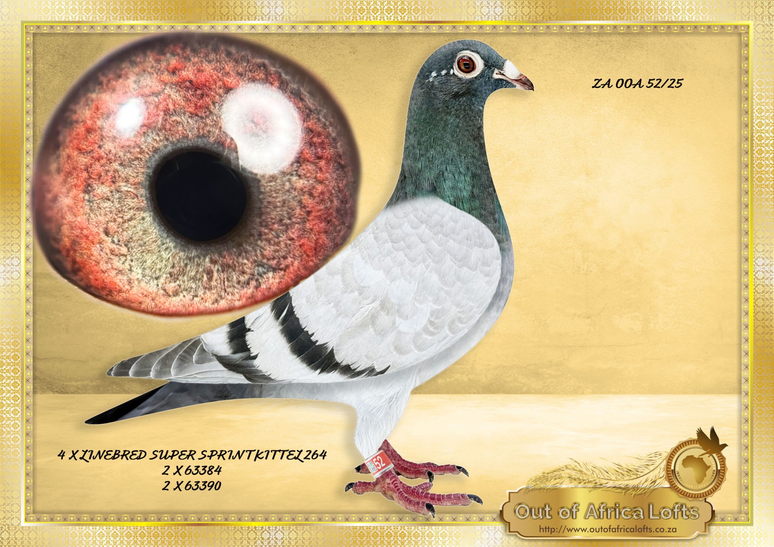 LOT 3: ZA OOA 52/25 (H) – ****A two night weekend for 4 people included at Out of Africa On Vaal River Resort in Parys worth R5000 in our luxury unit. NOT deductable on price if purchaser choose not to make use of this offer.**** “ 4 X SUPER SPRINT 264- 52 “ A WOW HANDLER- SUPER QUALITY!!!! This young hen should mature into a spectacular stock hen!! HIGHLY RECOMMENDED Linebred to ZA GPU 8578/22-Full brother to 6 super breeders! His nestmate brother, ZA GPU 8577/22 is a super breeder for I Marais. ZA GPU 8578/22- Sire to ZA VPU 6637/24- At one stage 3rd Ace, but slipped one race ending 25th ACE MARLBANKS -Averaging top 10-20% on almost all training flights and Hot Spots races.! Linebred to 63384 as well as 63390 the two ABL FOUNDATION COCKS ZA ABL 1409/24- This mating can never be repeated again. Her dam was recently sold . Dam to ZA VPU 6735/24- Proven breeder in 1st nest for P. Manuel.- Dam to ZA 3412/25 – “BOLERO” – SAIPR SUMMER SERIES 2026- Bred by P Manuel from our A Bester – SUPERSPRINT KITTEL 264 Line. 15th Final , 8th Ace Hot Spots, 11th Grand Average SAIPR Summer race 2026. Linebred to ZA ABL 521/21- Dam to ZA GPU 769/24- 28th Brown JAcket Afrika Pro 2025 Season.TNT Lofts Dam to superbreeders and winners. Dam to ZA TRPF 2132/24- 1st Club, 1st TRPF, 1st Noupoort, 645km, vel 1505, Gauteng Combine Winner 2 274 pigeons bred by TNT Lofts Linebred twice to SUPERBREEDER COCKS OF ALWYN BESTER : 63384/18 & 63390/18 .Sire to SUPERBREEDERS!!