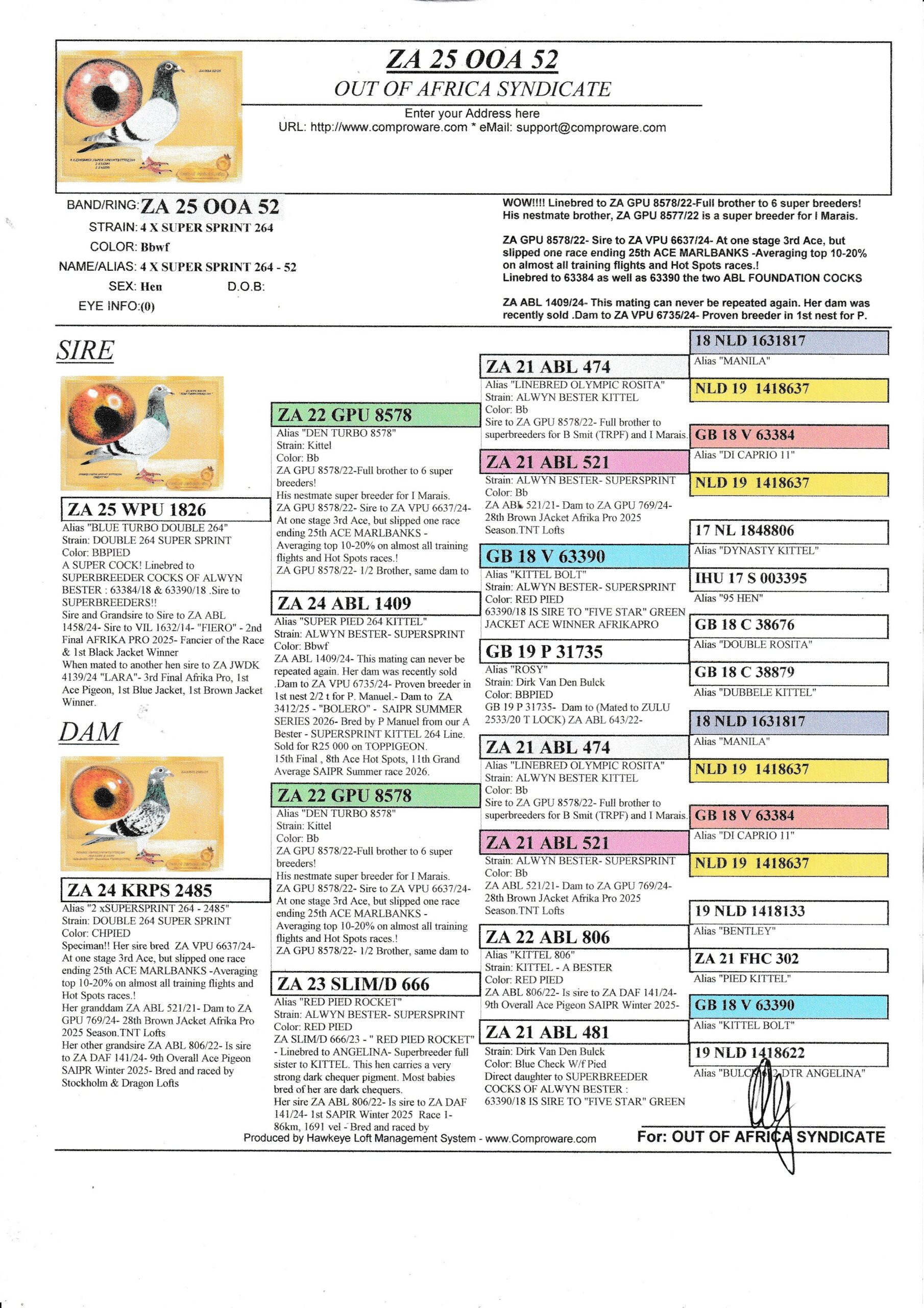 LOT 3: ZA OOA 52/25 (H) – ****A two night weekend for 4 people included at Out of Africa On Vaal River Resort in Parys worth R5000 in our luxury unit. NOT deductable on price if purchaser choose not to make use of this offer.**** “ 4 X SUPER SPRINT 264- 52 “ A WOW HANDLER- SUPER QUALITY!!!! This young hen should mature into a spectacular stock hen!! HIGHLY RECOMMENDED Linebred to ZA GPU 8578/22-Full brother to 6 super breeders! His nestmate brother, ZA GPU 8577/22 is a super breeder for I Marais. ZA GPU 8578/22- Sire to ZA VPU 6637/24- At one stage 3rd Ace, but slipped one race ending 25th ACE MARLBANKS -Averaging top 10-20% on almost all training flights and Hot Spots races.! Linebred to 63384 as well as 63390 the two ABL FOUNDATION COCKS ZA ABL 1409/24- This mating can never be repeated again. Her dam was recently sold . Dam to ZA VPU 6735/24- Proven breeder in 1st nest for P. Manuel.- Dam to ZA 3412/25 – “BOLERO” – SAIPR SUMMER SERIES 2026- Bred by P Manuel from our A Bester – SUPERSPRINT KITTEL 264 Line. 15th Final , 8th Ace Hot Spots, 11th Grand Average SAIPR Summer race 2026. Linebred to ZA ABL 521/21- Dam to ZA GPU 769/24- 28th Brown JAcket Afrika Pro 2025 Season.TNT Lofts Dam to superbreeders and winners. Dam to ZA TRPF 2132/24- 1st Club, 1st TRPF, 1st Noupoort, 645km, vel 1505, Gauteng Combine Winner 2 274 pigeons bred by TNT Lofts Linebred twice to SUPERBREEDER COCKS OF ALWYN BESTER : 63384/18 & 63390/18 .Sire to SUPERBREEDERS!! - Image 3