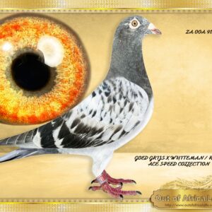LOT 2: ZA OOA 91/25 (C) - “ GOED GRIJS X WHITEMAN COLLECTION “ A combination of two of the Worlds best Speed Families. THE SIRE: NL 1486721/15 " 7 X GOED GRIJS 721" - This is a SUPER pigeon! The sire is triple linebred to "GOED GRIJS" - 7 X 1ST His dam is linebred BEST KITTEL X GOED GRIJS- 3 X GOED GRIJZ The dam is NL 8016948/24- Granddaughter to 5 NATIONAL ACE PIGEONS!!! NL 8018685/22- " NIEUW GOED GRIJS 685 " - 1st National ACE NPO WHZB BOTB 2023 M/Distance 1st,1st,1st,2nd,2nd,4th etc BELG 4130060/23 " BEST KITTEL 2" - 1st National Ace Sprint Yearlings KBDB 2020. BELG 4202197/21- "GRIZZLE BEST KITTEL "-2nd NAT ACE KBDB 5 x 1st Prize Winner BELG 1019414/17 - "JUNIOR"- 2nd National Ace Sprint KBDB 2018 BELG 9039278/13- Mother "DANIEL" - 1st NAT ACE KBDB GOED GRIJS- 7 X 1ST THE DAM: ZA TURF PETS 0832/24 - " 4TH NAT X 4TH NAT KBDB LINE " - 11 Flighter both sides. Super hen. Full brother x full sister mating. HER SIRE:BELG 6188793/21- "WITTE BEER " Full brother BELG 6023328/2020- "MORMELKE" 4th National Ace KBDB 1st Provinicial Ace Kleine Fond KBDB