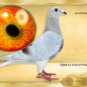 LOT 6: ZA GRPF 0420/25 (C) - “ NR 1 T LOCK X 2 X 264 “ His granddam - NL 9113271/23 - 1st and only child for racing - Dam to ZA OOA 345/25 - SAIPR SUMMER LOFT ENTRANT 2026 - 7th Final, 19th Ace Grand Averages ,Edenburg, 444km, vel 1144- SEE PEDIGREE Ggson to BELG 4130074/19 - "ORLANDO" - Drapa Foundation cock - op sire and grandsire of many winners and top racers. Sire to DV 01769-24-171- "OLYMPIC MAXIMUS " 1st National Olympic Ace Pigeon Germany 2025 2nd Best Pigeon World 2025- SEE PHOTO Category G Coef 5,34. 1st,1st,1st,1st,3rd,9th,9th,8th, etc "ORLANDO" s sire is 1ST ACE KBDB and his dam 4TH ACE KBDB Speed "ORLANDO" is 5 x Ggsire to ZA VPU 9805/23- Sire to NAS NAM 7313/24 - 1st Ace Pigeon 2nd Leg Long Distance Namibian National Lofts 2025- Bred by R Hays. Breeding ready. Last son, and only one bred this way. Sire unfertile. We wanted to stock him ourselves but have a space issue with all the new imports. THE SIRE: ZA GPU 17515/13 - Top Breeder & Foundation cock!! Son to TWO ACES! ACES breeds ACES!