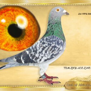 LOT 5:ZA GPU 04564/14 & HIS SON ZA VPU 1665/25 - SIRE AND SON ON OFFER IN ONE PACKAGE Sire was still fertile as can be seen. ZA GPU 04564/14 “ GRAVEL” & ZA VPU 1665/25 “ CHEQUE ME “ RARE OPPORTUNITY to purchased a direct son to a Foundation cock. THE SIRE: P Van Wyks Foundation T Lock cock. THE DAM: Daughter and granddaughter to all OOA SUPER BREEDER and RACER T. LOCKS. OOA LOFTS THREE SANPO MEDAL WINNERS ON DAM SIDE.