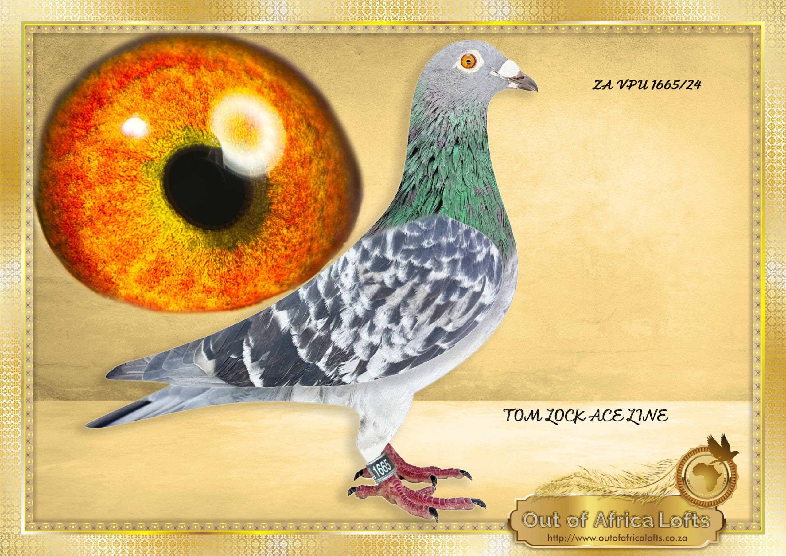 LOT 5:ZA GPU 04564/14 & HIS SON ZA VPU 1665/25 – SIRE AND SON ON OFFER IN ONE PACKAGE Sire was still fertile as can be seen. ZA GPU 04564/14 “ GRAVEL” & ZA VPU 1665/25 “ CHEQUE ME “ RARE OPPORTUNITY to purchased a direct son to a Foundation cock. THE SIRE: P Van Wyks Foundation T Lock cock. THE DAM: Daughter and granddaughter to all OOA SUPER BREEDER and RACER T. LOCKS. OOA LOFTS THREE SANPO MEDAL WINNERS ON DAM SIDE.