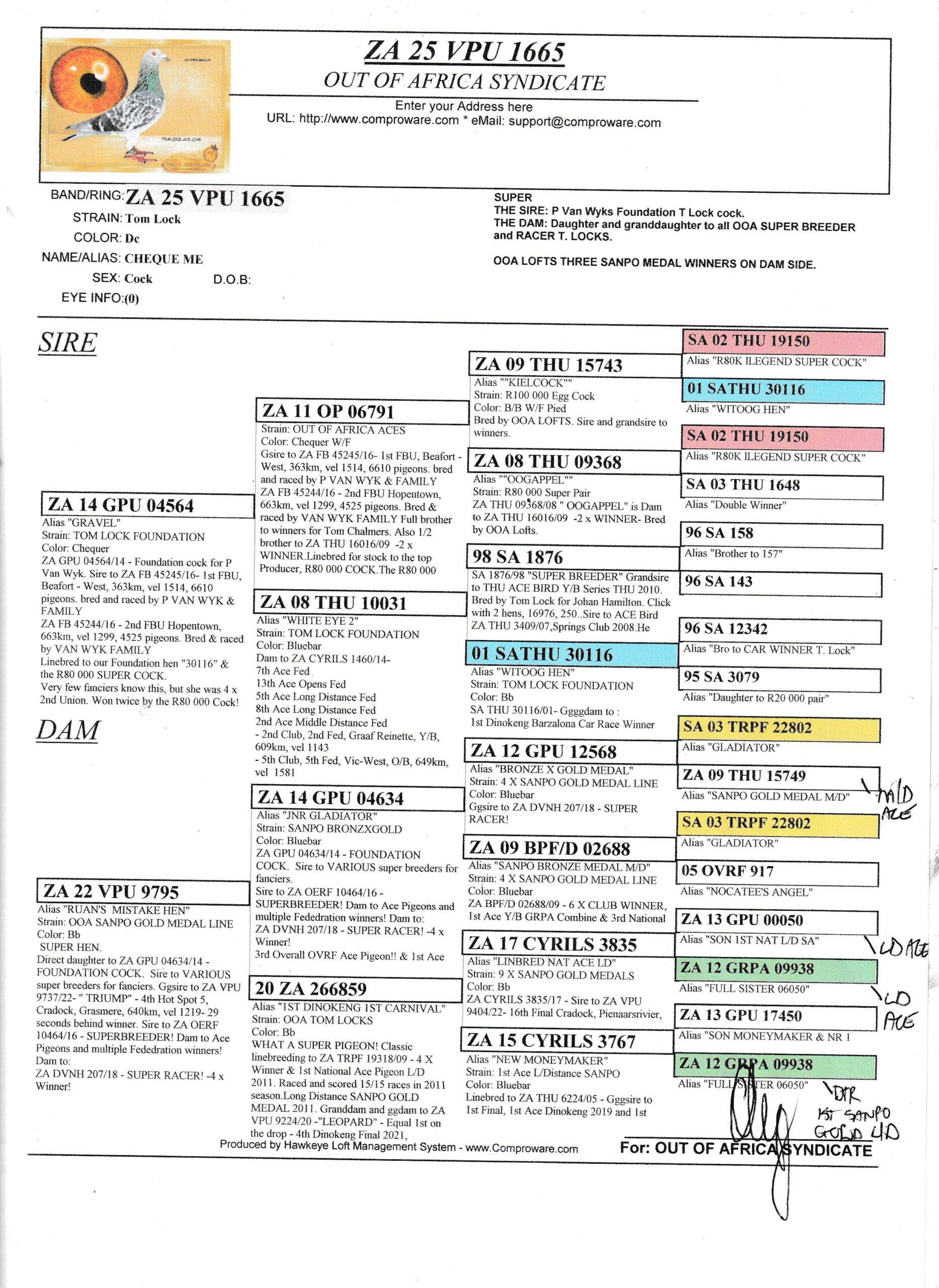 LOT 5:ZA GPU 04564/14 & HIS SON ZA VPU 1665/25 – SIRE AND SON ON OFFER IN ONE PACKAGE Sire was still fertile as can be seen. ZA GPU 04564/14 “ GRAVEL” & ZA VPU 1665/25 “ CHEQUE ME “ RARE OPPORTUNITY to purchased a direct son to a Foundation cock. THE SIRE: P Van Wyks Foundation T Lock cock. THE DAM: Daughter and granddaughter to all OOA SUPER BREEDER and RACER T. LOCKS. OOA LOFTS THREE SANPO MEDAL WINNERS ON DAM SIDE. - Image 3