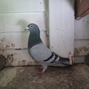 LOT 1: ZA 486 VFWC 18 (C) - KAASBOER - SEE ATTACHED VIDEO - CHAMPION RACER AND ACE PIGEON.FROM FIRST SEASON AT STOCK HE STARTED BREEDING WINNERS.MY NR 1 KAASBOER COCK IN THE LOFT. - SEE PEDIGREE !!!