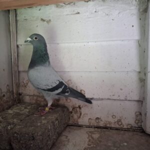 LOT 2: ZA 336 NOVP 20 (C) - GANUS - MY NR 1 BREEDING GANUS COCK.WON YEARLING NATIONAL AND PUT TO STOCK.ALREADY FATHER TO 1ST ACE PIGEON KRK 2023 AND FATHER TO MULTIPLE OTHER WINNERS AND ACE PIGEONS.ONE OF THE BEST IN SOUTH AFRICA. - SEE PEDIGREE !!!