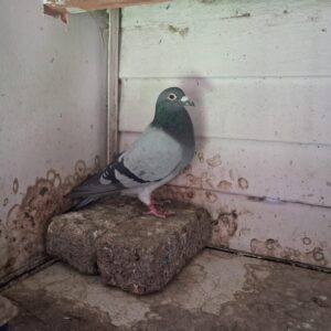 LOT 5: ZA 5913 CYRL 20 (C) - TWILIGHT/T/LOCK/T/TOM X - SEE ATTACHED VIDEO - THIS COCK WAS A TOP RACER INCL WINNING ANT TOP 10 ACEPIGEON KRK.HE BRED TOP PERFORMERS WITH DIFFERENT HENS AND HE IS BRED OUT OF A SUPER PAIR OF PIGEONS - SEE PEDIGREE !!!