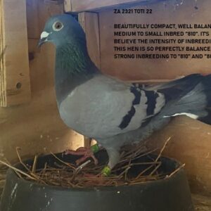 LOT 8: ZA 2321 TOTI 22 (H) - BRED FOR STOCK - WELL BALANCED - MEDUIM TO SMALL INBRED "810" - SEE PEDIGREE - BRED FROM THE VERY BEST 810 - 855 GENETICS !!!