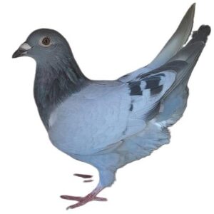 LOT 6:ZA 4354 TOTI 25 - SEE PEDIGREE - BRED FROM THE THE VERY BEST PROVEN GENETICS - BETTER THAN THIS IS RARE !!!