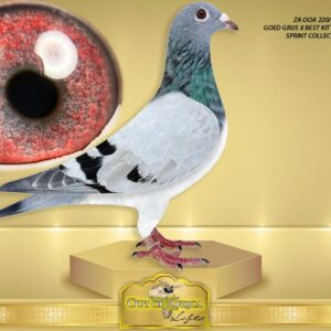 LOT 3: ZA OOA 220/25 (H) - “ SUPER SPEED 220 “ -  SEE ATTACHED VIDEO - The sire’s sire and dam as well as her dam are already PROVEN BREEDERS!! All the work has been done to test them!!!!     A SUPER PIGEON! NEXT LEVEL SUPER HEN. Perfect balance. ONE tail feather. Silky soft feathering.   Our first step to building a NEW SUPER SPRINT FAMILY!    THE SIRE: ZA VPU 1662/24 - Both sire and dam bred top racers at SAIPR SUMMER SERIES 2026 - THE DAM: NL 8552958/22 - " LADY SAGAN "- New import and already top stock hen. - SEE PEDIGREE !!!