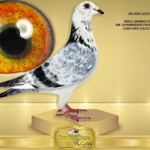 LOT 1: ZA OOA 222/25  (C) -“ SUPER GOED GRIJS 222 “  SEE ATTACHED VIDEO - Perfect balance. ONE tail feather. Silky soft feathering.   Linebred to NLD 1647998/17 - M. SANGERS'S FANTASTIC BREEDER- "998"- Best son "GOED GRIJS" - Nest brother to " PEI JUN" the SUPER STAR in the GOED GRIJS FAMILY -Owned by Marcel Sangers. NLD 1647998/17 - Grandsire to 1st National Ace Middel Distance NPO 2023 - Ype Hemstar. Offspring won at least 23 x 1st  Prize Winners. 1st Quievrain 25 743 pigeons, 4th National Issoudun 26 753 pigeons 2023   His most expensive children are being offerend for E30 000 each when mated to NLD 1459480/18 "GRIZZLE DREAM" .  Son of "CRACK 19" X " GOED GRIJS" - SEE PEDIGREE !!!