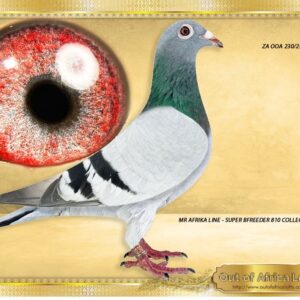 LOT 2: ZA OOA 230/25  “ DOUBLE NIECE MR AFRIKA “     Silky soft feathering. Perfect balance. Richly pigmented breeding eye.  Strong inner orientation circle.  Linebred to ZA GPU 11077- 1st Ace Speed, Winner's Flight 2015. Grandsire to 4 different One Loft Final Race Winners. - The grandsire ZA GPU 11077/14 is sire to ZA GPU 08350/17 - ' MR AFRICA" - SUPERBREEDER -Dieplaagte Lofts - Sire to 24 times top 10 one loft hot spots and final races in different lofts for Dieplaagte & Sterkfonetin Lofts.- SEE PEDIGREE !!!