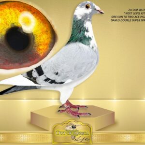 LOT 3: ZA OOA 86/25 (H) - “ KITTEL ACES X 2 X 264 “ - SEE ATTACHED VIDEO - This is a superb pigeon.  Already a well pigmented eye with a very strong inner pupil orientation circle. Top winning genetics ALL OVER!!     Both grandsire " 3750" and granddam " 3540" already bred us Ace Pigeons in their 1st nest!  In his pedigree we find 10 different SUPER ACE PIGEONS, or breeders of Ace Pigeons! We have always believed in building our families around ACE PIGEONS, and OUR new "KITTEL FAMILY" will be no different. ONLY BEST X BEST!! -  THE DAM: SU NE 2508/25 “ BULLET SUPER SPRINT 264 “ Bred in Scotland for stock. Co-Breeding with S Fouche. HER SIRE: DV 23 01769 581 - " MEALY SUPER SPRINT 581" - His Full brother to DV 01769 24 417- "KITTEL 417" - 4th Beste Jarhling 2025- Raced 9 top prizes- SEE PEDIGREE !!!
