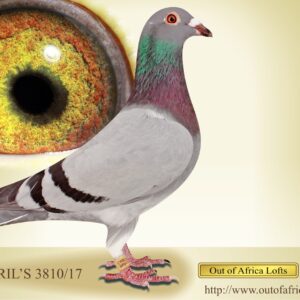 LOT 5: ZA CYRILS 3810/17 (C) -  “ BRO 2ND ACE PIGEON” -    ZA CYRILS 3810/17- A Super handler. 9/10 and 10/10 throat rating by H Painter. Top proven breeder.  Foundation cock.  LAST OF HIS KIND- IRREPLACEABLE.     Sire to ZA OOA 367/19- Dam to ZA GPU 230/24- 15th FINAL AFRIKA PRO 2025- Bred by M. Erasmus.     Direct son to ZA GPU 16733/12 -  Dam to ZA GPU 11077/14-2nd Ace Pigeon Winners Flight Lofts 2015  ZA GPU 16733/12 - Gggdam to  1st Dinokeng Final Race Winner of R120 000, Hanover, 724km, vel 1502. 3 Birds on the drop. 2nd Ace Dinokeng 2023 - Winner of R80 000. ZA VPU 9428/22 " KALAHARI SANDS"  Ggdam to 5th Final Race  & 1st Ace Pigeon Dinokeng One Loft Final 2022 - ZA  WPU 4592/21 - Bred by Tsunami Loft - SEE PEDIGREE !!!