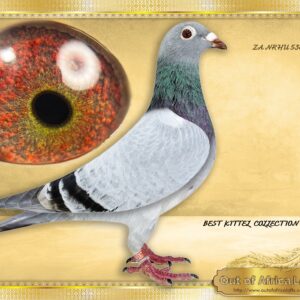LOT 3: ZA NRHU 5367/25 (H) - “ ORLANDO – BEST KITTEL – 5367 “     When you take her in the hand you want to know how he is bred! Superbly muscled. Very nicely louvred wing. CLASS PIGEON!  SEE VIDEO -  ½ Sister on SIRE AND DAM SIDE to ZA VPU 9892/23- Dam to “LINEBRED ORLANDO” =  NAS NAM 7313/24 - 1st Ace Pigeon 2nd Leg Long Distance Namibian National Lofts 2025- Bred by R Hays. -STUDY PEDIGREE- A MUST!!!!     Linebred to  BELG 4130074/19 - "ORLANDO" - Drapa Foundation cock - Sire and grandsire of many winners and top racers.     BELG 4130074/19 - "ORLANDO" Sire to DV 01769-24-171- "OLYMPIC MAXIMUS "-SEE PEDIGREE  1st National Olympic Ace Pigeon Germany 2025  2nd Best Pigeon World 2025 - SEE PEDIGREE !!!