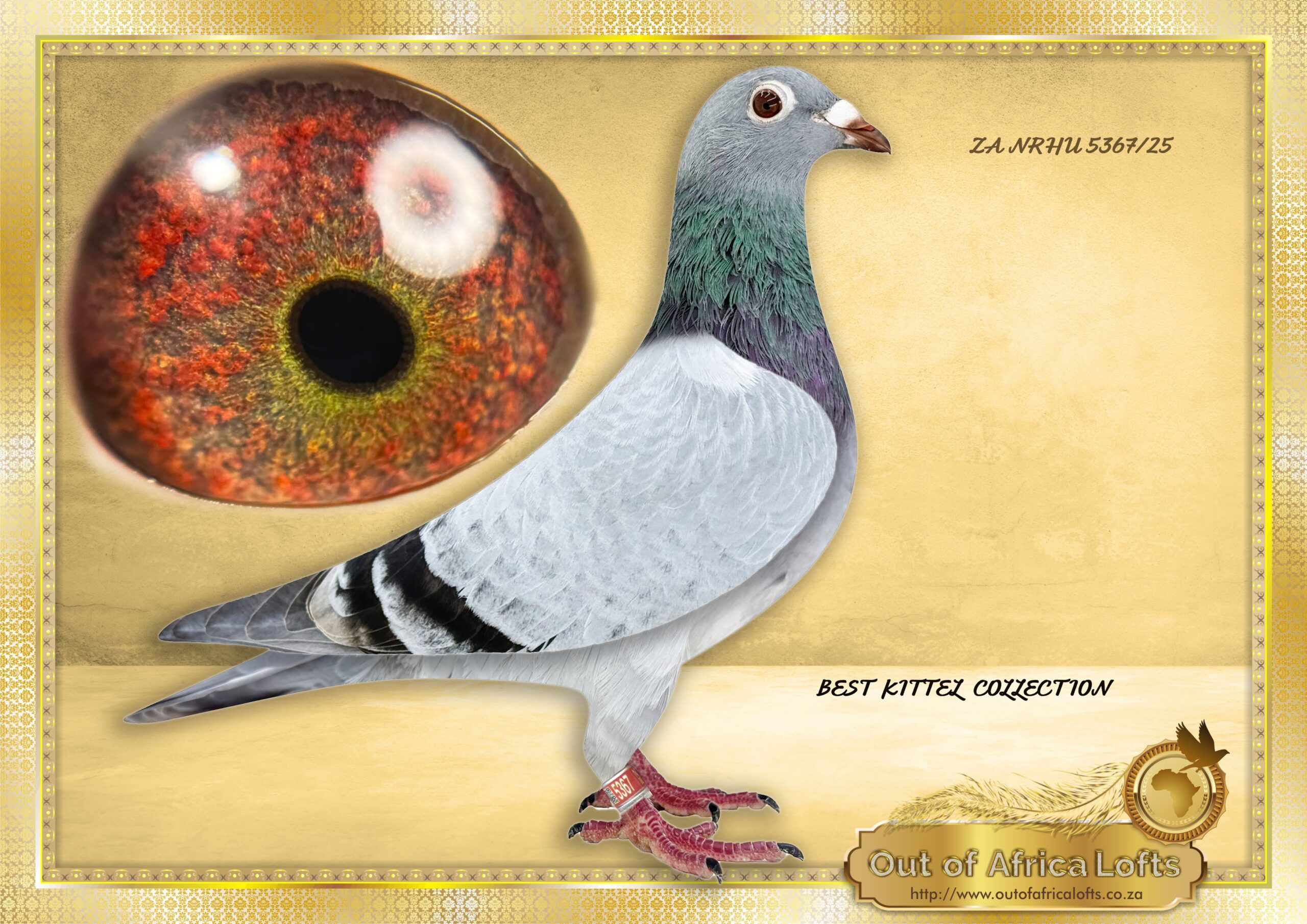 LOT 3: ZA NRHU 5367/25 (H) – “ ORLANDO – BEST KITTEL – 5367 “ When you take her in the hand you want to know how he is bred! Superbly muscled. Very nicely louvred wing. CLASS PIGEON! SEE VIDEO – ½ Sister on SIRE AND DAM SIDE to ZA VPU 9892/23- Dam to “LINEBRED ORLANDO” = NAS NAM 7313/24 – 1st Ace Pigeon 2nd Leg Long Distance Namibian National Lofts 2025- Bred by R Hays. -STUDY PEDIGREE- A MUST!!!! Linebred to BELG 4130074/19 – “ORLANDO” – Drapa Foundation cock – Sire and grandsire of many winners and top racers. BELG 4130074/19 – “ORLANDO” Sire to DV 01769-24-171- “OLYMPIC MAXIMUS “-SEE PEDIGREE 1st National Olympic Ace Pigeon Germany 2025 2nd Best Pigeon World 2025 – SEE PEDIGREE !!!