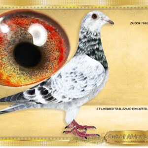 LOT 1: ZA OOA 154/25 (C) -  “ 5 X BLIZZARD “  I believe this line will become top crosses with our own families. SUPER PIGEONS!     WOW! his is a SUPER YOUNG cock!  SUPER BALANCE  WELL MUSCLED  We hand picked the parents in Scotland.   Linebred 5 times to "BLIZZARD KING KITTEL"   Also Linebred to BELG 4215982/22- "BLIZZARD PRINCE" - Direct son to "BLIZZARD KING KITTEL" when mated to "PRINCESS 019 SUPERBREEDER OF 75 WINS " - SEE PEDIGREE !!!