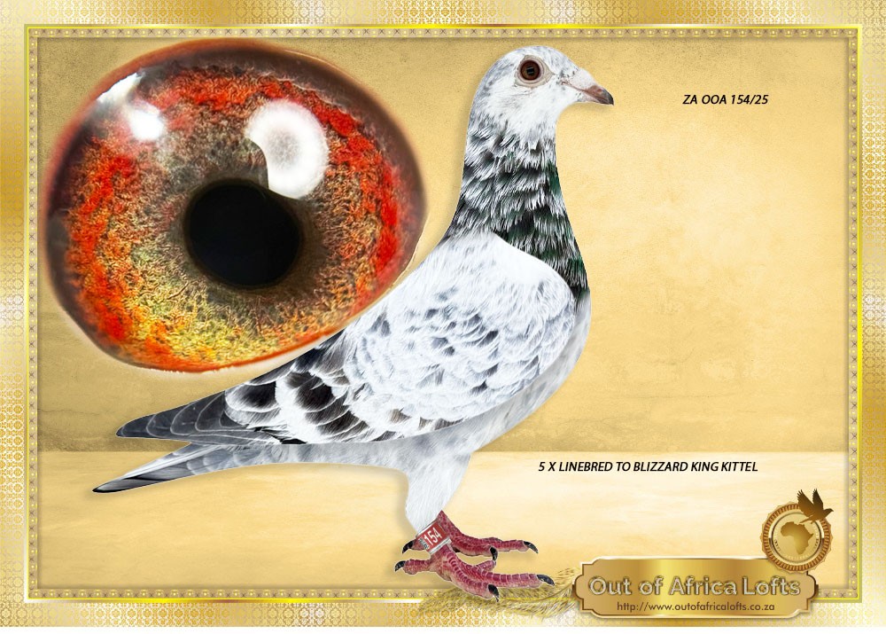 LOT 1: ZA OOA 154/25 (C) – “ 5 X BLIZZARD “ I believe this line will become top crosses with our own families. SUPER PIGEONS! WOW! his is a SUPER YOUNG cock! SUPER BALANCE WELL MUSCLED We hand picked the parents in Scotland. Linebred 5 times to “BLIZZARD KING KITTEL” Also Linebred to BELG 4215982/22- “BLIZZARD PRINCE” – Direct son to “BLIZZARD KING KITTEL” when mated to “PRINCESS 019 SUPERBREEDER OF 75 WINS ” – SEE PEDIGREE !!!