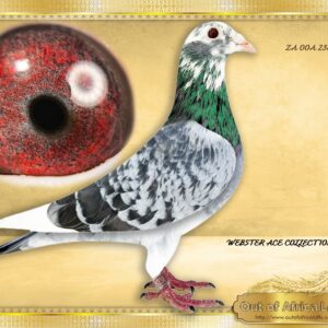 LOT 12: ZA OOA 238/25 (C) - “ WEBSTER ACES – 238 “ - SEE VIDEO - What a super young cock! Balanced, SUPERB WING, Silky soft feathers. SUPER FERFORMANCE BLOODLINE!     The sire and dam and both their  brothers and sisters are TOP BREEDERS!     THE SIRE: ZA VPU 8315/21 - Sire to:- ZA VPU 9407/22 "SMOOTHWEB"  3rd Hot Spot 3 , Karoo Million OLR, Theunissen,  431km, vel 1570 - THE DAM: Nestmate to ZA VPU 8314/21- Her first baby for racing  ZA VPU 6788/24- Winner by 2,46 minutes on one of the hardest races of 2025 - SEE PEDIGREE !!!
