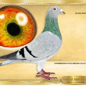 LOT 10: ZA OOA 254/25 (H) -  “ SUPER 810 – 254 “  -   DIRECT DAUGHTER TO OUR “ 810 SUPER PAIR MONEYMAKER 4798 XDE SUPER 2006”   Just read the results bred from sire and dam as well as all the Ace Pigeons from her full sister.  A Super hen. I HAVE ALREADY PUT HER IN MY OWN STOCK LOFT for 2026 season Sister to superbreeders of ACE PIGEONS! Fantastic wing. Weightless. BOTH PARENTS ARE LEGENDARY BREEDERS.   Full sister to ZA CYRILS 3773/17 - According to Fred Van Heerden, VPU and Gauteng Combine Champion,  one of his top 3 Stock hens. - SEE PEDIGREE !!!