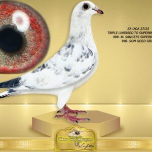 LOT 3: ZA OOA 27/25 (C) - “ LINEBRED GOED GRIJS 998 “  SEE VIDEO ATTACHED - A SUPERB young cock. Perfect balance. ONE tail feather. Silky soft feathering.  Linebred to NLD 1647998/17 - FANTASTIC BREEDER- Best son "GOED GRIJS"- Grandsire to at least 25 winners already.   Full siblings to 998 x 480 are sold by M Sangers for E30 000 EACH.   His most expensive children are being offerend for E30 000 each when mated to NLD 1459480/18 "GRIZZLE DREAM" .  Son of "CRACK 19" X " GOED GRIJS"     Linebred to NLD 1647998/17 - FANTASTIC BREEDER- Best son "GOED GRIJS"- Grandsire to at least 25 winners already.  1st Quiavrain 25 743 pigeons, 1st Nierges 10 n981 pigeons,etc. - SEE PEDIGREE !!!