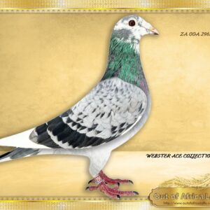 LOT 9: ZA OOA 296/25  (H) -“ WEBSTER ACES 296 “   CLASS young hen!  Superbly muscled, with a nicely louvred wing. - SEE VIDEO -    The sire and dam and both their  brothers and sisters are TOP BREEDERS!     THE SIRE: ZA VPU 8315/21 - Sire to:- ZA VPU 9407/22 "SMOOTHWEB" - THE DAM: Nestmate to ZA VPU 8314/21- Her first baby for racing  ZA VPU 6788/24- Winner by 2,46 minutes on one of the hardest races of 2025 - SEE PEDIGREE !!!