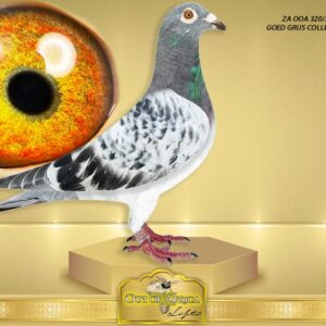 LOT 4: ZA OOA 320/25 (H) - “ GOED GRIJS 320 “  SEE ATTACHED VIDEO -    Perfect balance. ONE tail feather. Silky soft feathering     Linebred to BELG 6106415/15 - "GOED GRIJS" - 7 X 1ST Prize Winner - Super racer and foundation breeder.  1st NPO Laon, 387km, 6371 pigeons, 5 minute win!  1st Duffel 218km, 5821 pigeonds- 2 minute win!  1st Heusden Zolder 192km,  2775 pigeons - SEE PEDIGREE !!!
