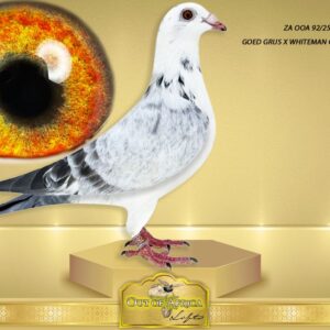 LOT 5:ZA OOA 92/25  (H) -“ GOED GRIJS / WHITEMAN “  Perfect balance. ONE tail feather. Silky soft feathering.     THE SIRE: NL 1486721/25- “ 7 X GOED GRIJS 721 “ A superb imported cock.    Linebred to the famous 'GOED GRIJS"  This is a SUPER pigeon! The sire is triple linebred to "GOED GRIJS" - 7 X 1ST  The dam is linebred BEST KITTEL X GOED GRIJS- 3 X  GOED GRIJZ -    THE DAM: ZA TURFPETS 0832/24-  “ 4TH NAT X 4TH NAT ACES KBDB “  Linebred from full brother to full sister.  Her sire and dam are full brother and sister to BELG 6023328/2020- "MORMELKE"  4th National Ace KBDB  1st Provinicial Ace Kleine Fond KBDB  - SEE PEDIGREE !!!