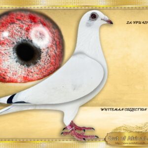 LOT 5: ZA VPU 4214/25 (H) - “ GOEDE WHITE LADY “  -   This is a SUPERB HEN in my hand!  Perfect balance.  Louvred wing.  Very good wing coverage on the back. Short forearm.  CLASS!     SEE VIDEO - Her grandsire ZA OERF 5099/24- A SUPER COCK Sire in 1st season to ZA OOA 386/25 - SAIPR SUMMER RACE ENTRANT 2026 - LATEBRED - HER GRANDSIRE BELG 6188793/21- "WITTE BEER " - Full brother BELG 6023328/2020- "MORMELKE"- 4th National Ace KBDB & 1st Provinicial Ace Kleine Fond KBDB  - SEE PEDIGREE !!!