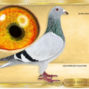 LOT 2: ZA VPU 3554/25 (C) -  “ SUPER CARELLYS IN ONE “ -    1/2 Brother to top breeders for P Jacobs (PTA) Closely related to TATJANA- Painter Family   EVERY SINGLE PIGEON, parents included, are SUPERBREEDERS.  6 Grand parents were Organisational Ace Pigeosn.  Silky soft feathering. Perfect balance. BEST ACES X BEST ACES. Carries no weight. Fantastic wing. Superb "OPEN" breeding eye! Very thick inner correlation circle.  SEE VIDEO - THE SIRE:ZA OOA 347/18 - Sire to ZA VPU/D 4781/19 - Top breeder for Thomas,  A top breeder in a very short First racer bred ZA PRPC 2175/19 - THE DAM: ZA VPU/D 2289/19 - WINNER & 3rd BEST OVERALL PIGEON VPU 2020- this hen scored many many times for F Van Heerden. Top breeding hen. - SEE PEDIGREE !!!
