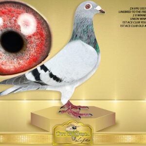 LOT 7: ZA VPU 3557/25 (H) -  “ PRNCESS KITTEL ACES “  SEE ATTACHED VIDEO - This is a NEXT LEVEL SUPER HEN! Duplicate in the hand of her super racer dam, racing and scoring 11/11 weeks in a row as a test!!!!!  Perfect balance. ONE tail feather. Silky soft feathering. Super throat like her ACE PIGEON dam!     Direct daughter to ZA VPU 6674/24- THE FREAK HEN-Scoring 11/11 races in a row! - Put to stock.  ZA VPU 6674/24-SUPERRACER! - SEE PEDIGREE !!!