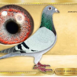 LOT 8: ZA VPU 4371/25  (H) -“ 810 X CARELLY – 4371 “ -    WOW! MEGA SUPER HANDLER!  Silky soft feathering. Weightless. Perfect balance. Ace wing. Richly pigmented violet "CARELLY EYE'!  SEE VIDEO - THE SIRE: ZA VPU 8251'21- A Super pigeon. Full brother to ZA GPU 08572/17 - SUPERBREEDER for J Breedt. -Sire to first 3 babies winning 8 races. - THE GRANDSIRE:ZA OERF 05518/16 - SUPERBREEDER.Sire to ZA GPU 10075/120- SUPER RACER!- Best Bird Long Distance Gauteng Combine & GPU 2021 & Ace bird Boksburg Combine Club 2021 - SEE PEDIGREE !!!