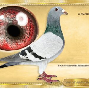 LOT 7: ZA OOA 108/25 (H) -“ GOLDEN CARELLY ACES 108 “ - SEE VIDEO - Silky soft feathering. Fantastic wing. SUPER BREEDING EYE! Thick inner correlation circle. Open breeding eye. Easy to mate. HIGHLY RECOMENDED. TOP CLASS. Granddaughter to ZA GPU 16803/12 - Granddam to ZA VPU 9791/22- SAPIR ENTRANT 2023 1ST FINAL RACE WINNER By 11 1/2 minutes, Colesberg, 575km, vel 1166!!, 5th Grand Averages Ace, 9th Hot Spot Ace (R750 000 WINNER) His first daughter mated to 1st Carnival Final - ZA TRPF 13793;23 bred by H Wilson won 1st Club, 1st Section, 1st GPU, Springfontein, Y/B, 490km, vel 1405 by a big margin!! - SEE PEDIGREE !!!