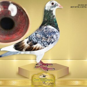 LOT 5: ZA OOA 247/25 (H) - “ BEST KITTEL X KITTEL 247 “ - SEE VIDEO - A SUPER HEN. Perfect balance. ONE tail feather. Silky soft feathering. ½ Sister to ZA GRPF 0443/25- 7th Hot Spot Ace,43rd Ace Grand Averages SAIPR SUMMER RACE 2026 SEASON - Grandchild to two of the best breeding sosn to BEST KITTEL in the world, “ORLANDO” AND “MAVERICK”- Both sires AND grandsires to 1st and 2nd BEST SPEED PIGEONS IN THE WORLD!!!! - Also linebred to BELG 4202429/18 - "CHRISTIANO" - One of the best proven breeding sons of " BEST KITTEL" in the world. - SEE PEDIGREE !!!